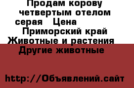 Продам корову четвертым отелом серая › Цена ­ 60 000 - Приморский край Животные и растения » Другие животные   